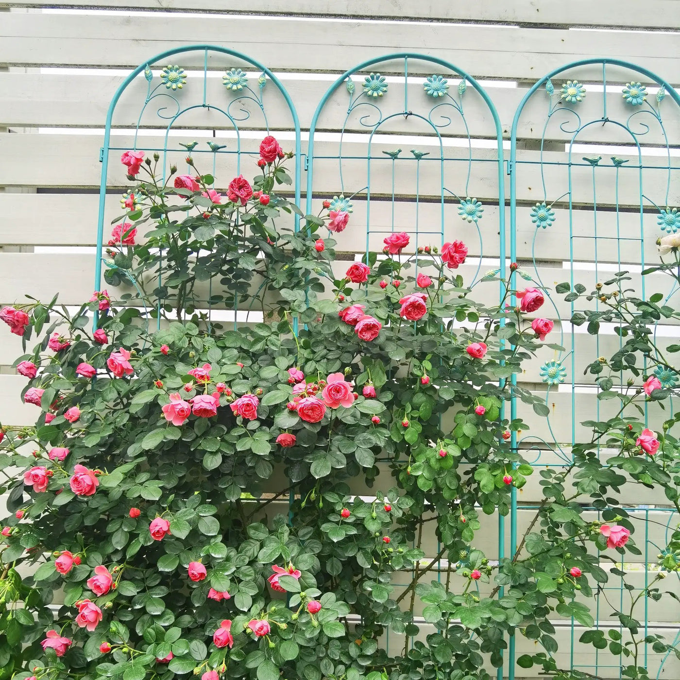 2 Pack Metal Garden Trellis 86.7" x 19.7" by HouseOfZazla