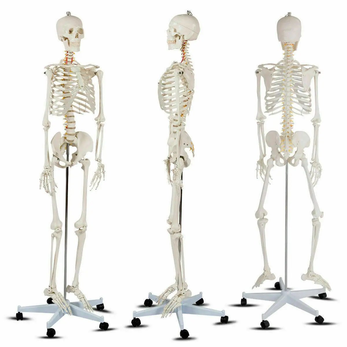 Medical School Human Anatomy Class Life-size Skeleton Model by DirectDeals