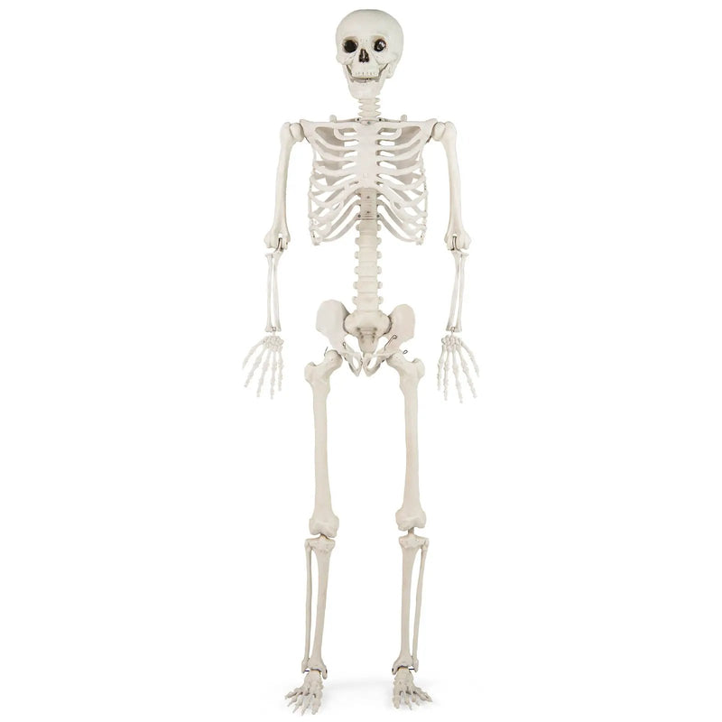 5.4 FT Halloween Skeleton Decoration Life Size Large Skeleton by DirectDeals
