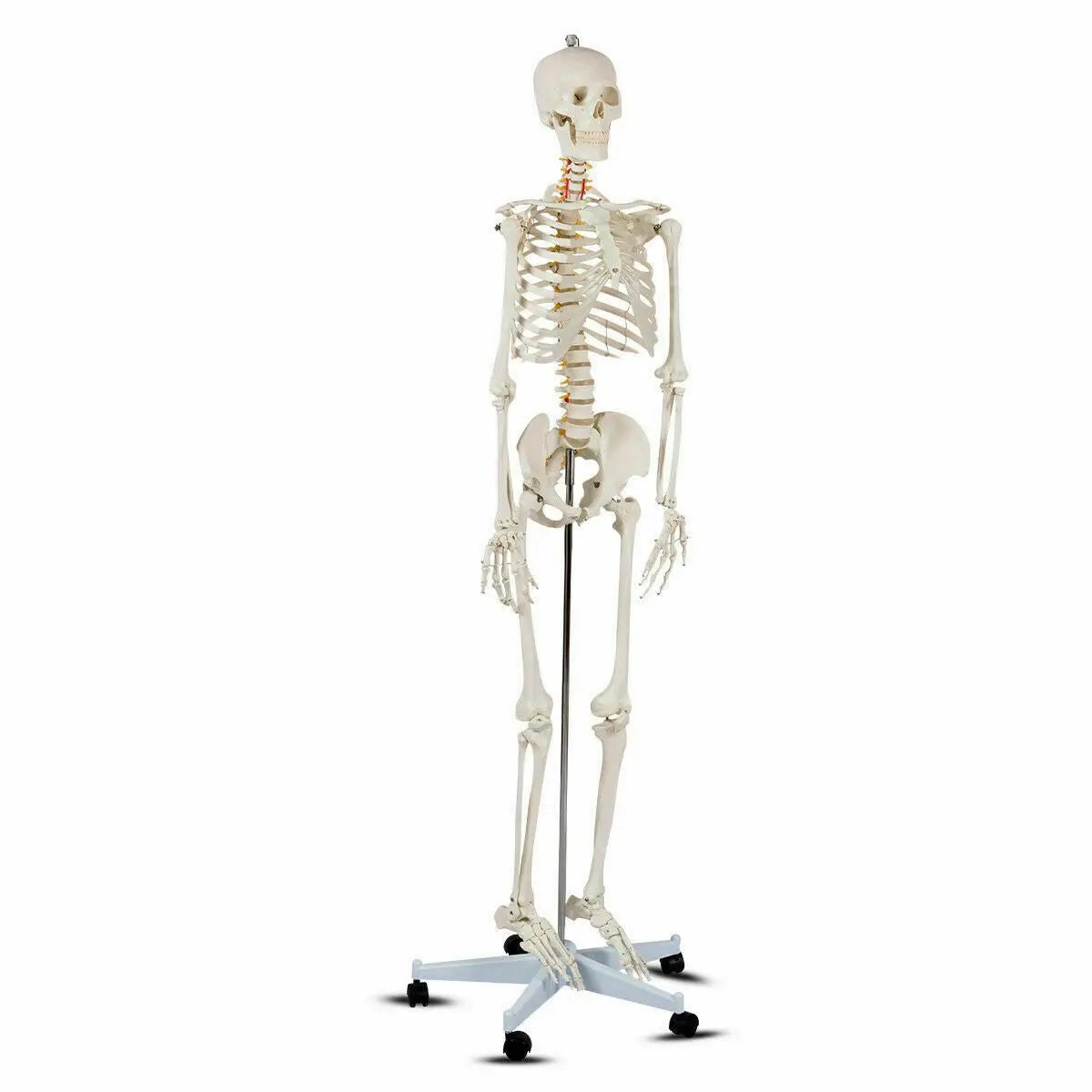 Medical School Human Anatomy Class Life-size Skeleton Model by DirectDeals