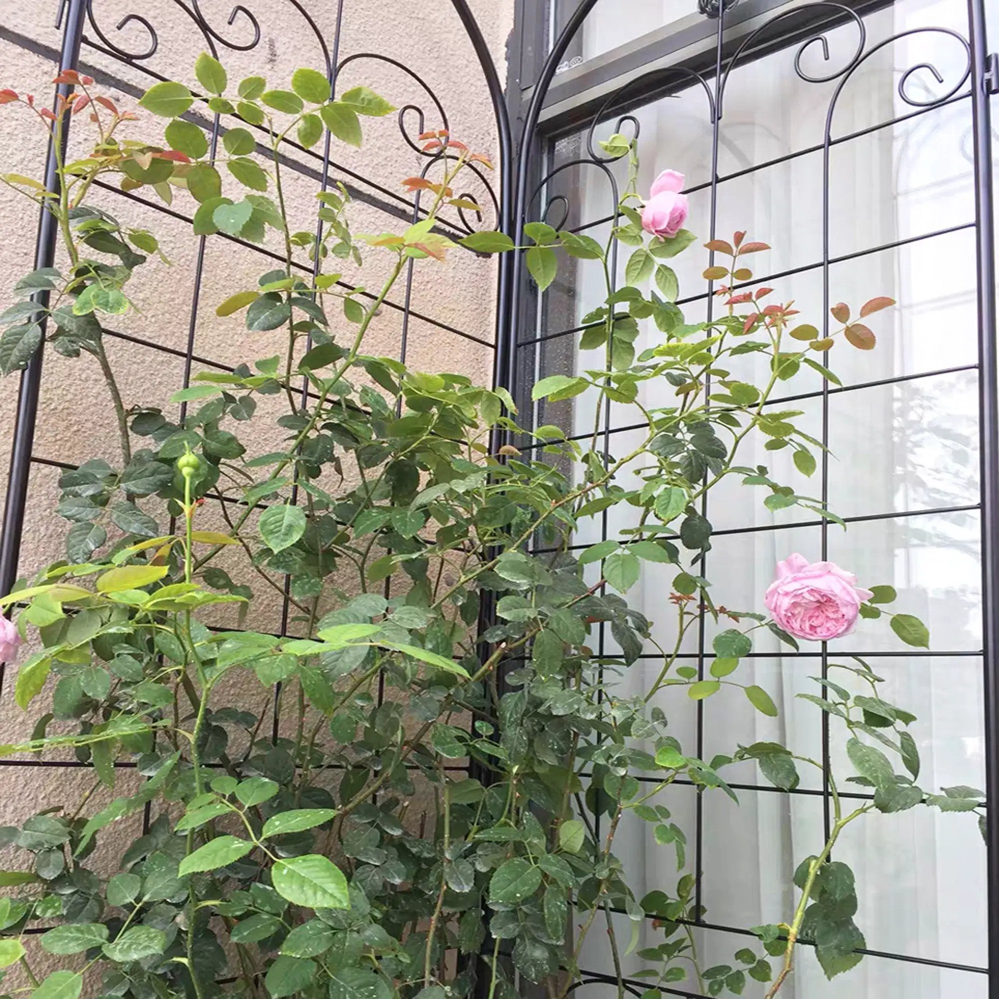 4 Pack Metal Garden Trellis for Climbing Plants by HouseOfZazla