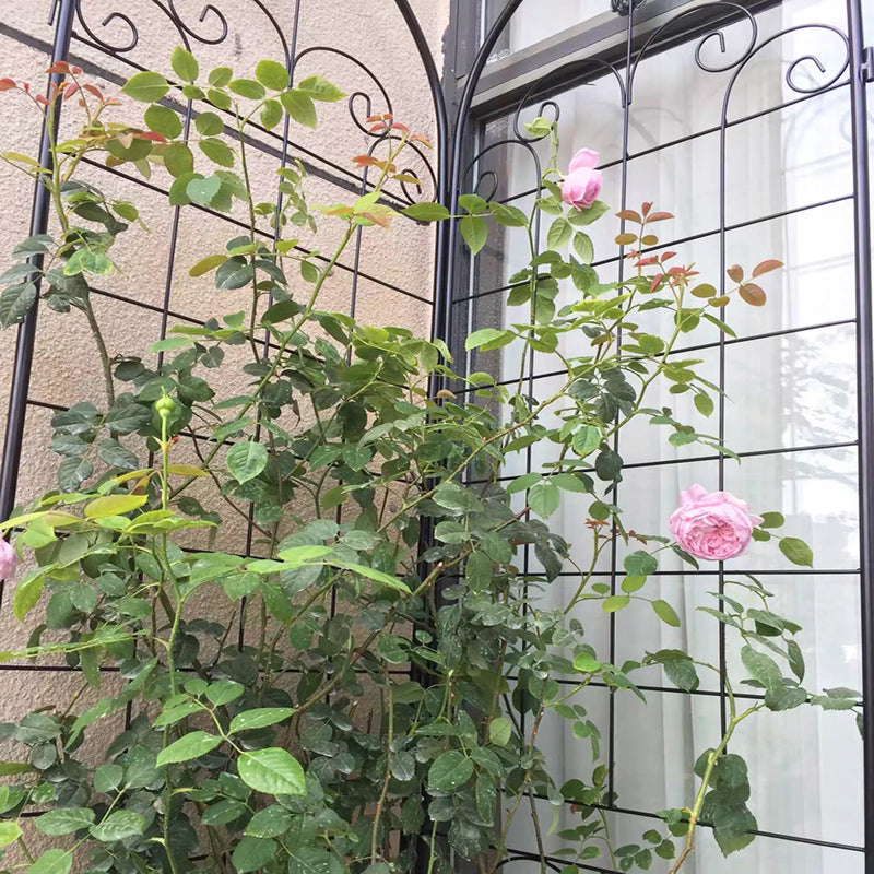 4 Pack Metal Garden Trellis for Climbing Plants by HouseOfZazla