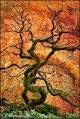 Red Dragon Weeping Japanese Maple - 3 Year Live Plant by GreenHaven Gardens