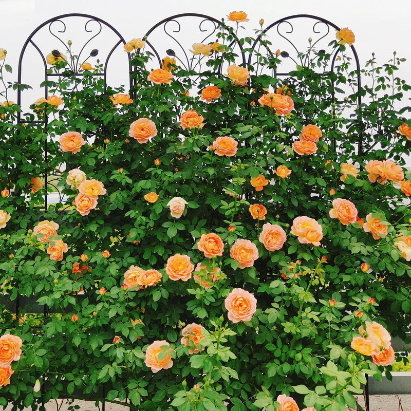 4 Pack Metal Garden Trellis 86.7'' x 19.7'' Rustproof Black by HouseOfZazla