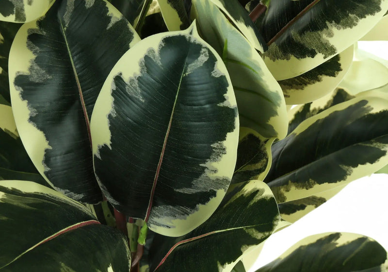 47" Tall, Artificial Plant, Oak Tree, Indoor, Faux, Fake, Floor, Greenery, Potted, Real Touch, Decorative - Green / Black by Unique Piece Furniture