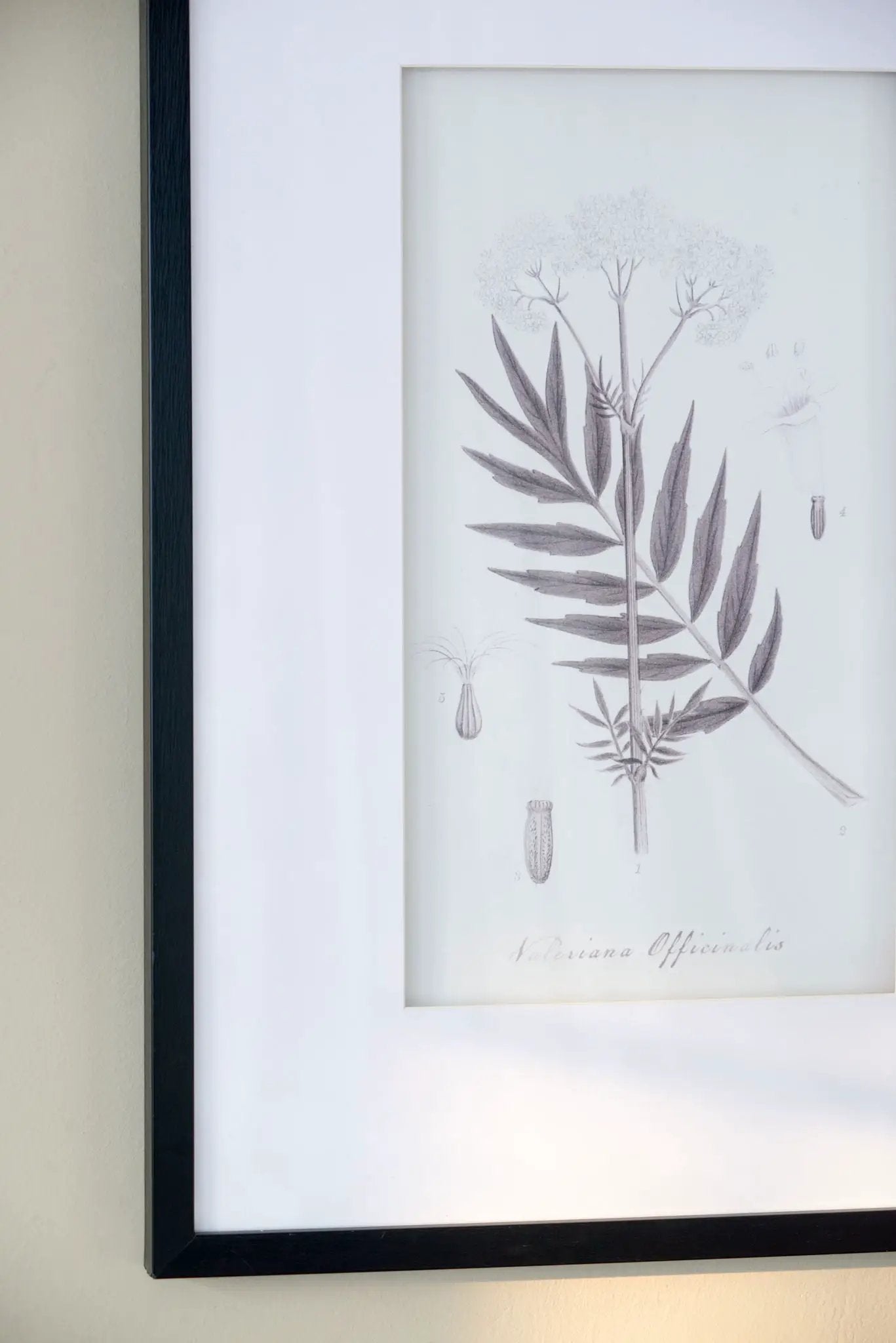 Botanical Wall Art Prints, Home Decor For Living Room Dining Room, Bedroom, Hallway (Set of 4) - White / Black by HouseOfZazla