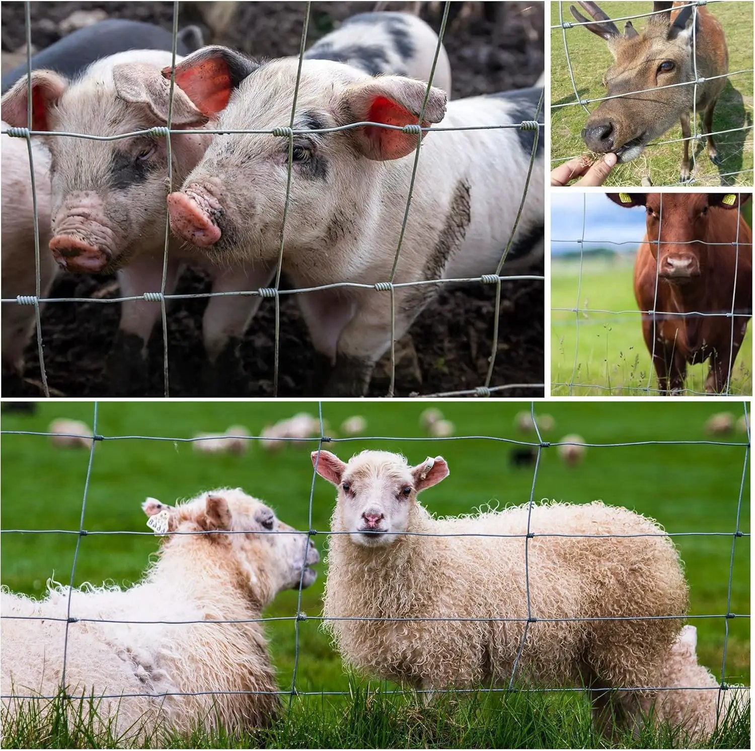Farm Fence 3ft x 164ft 14-Gauge Heavy Zinc Coated Wire Fencing by HouseOfZazla