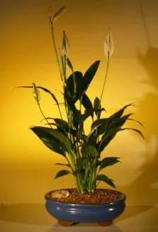Bonsai Boy's Flowering Peace Lily Bonsai Tree spathiphyllum by GreenHaven Gardens