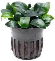 Anubias Live Aquarium Plants - Potted Freshwater Plant for Fish Tanks, Terrariums - Beginner Friendly Low Light (Nana Bonsai, 1 Pot) by GreenHaven Gardens