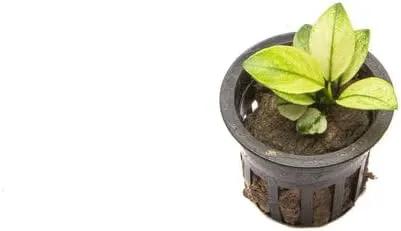 Anubias Barteri White Broadleaf Rare Live Aquarium Plants - Freshwater Fish Tank Decorations by GreenHaven Gardens