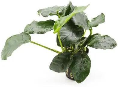 Anubias Live Aquarium Plants - Potted Freshwater Plant for Fish Tanks, Terrariums - Beginner Friendly Low Light (Nana Thick Leaf, 1 Pot) by GreenHaven Gardens
