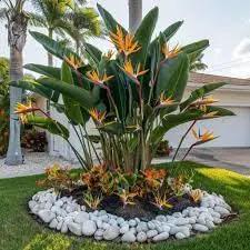 Bird of Paradise - White + Orange - Strelitzia. (2 White + 2 Orange BoP Cups) by GreenHaven Gardens