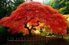 Crimson Queen Weeping LACE Leaf Japanese Maple - Acer palmatum dissectum 'Crimson Queen' 2 - Year Plant by GreenHaven Gardens