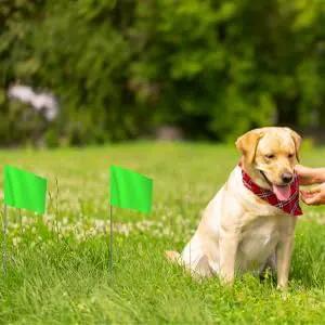 Zozen 50Pack Green Marking Flags, Writable/15x4x5 Inch, Yard Flags for Lawn & Irrigation & Landscape & Sprinkler & Survey & Dog Training. by GreenHaven Gardens