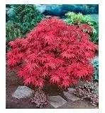 Japanese Red Maple Live Plants Shipped 1-2 Foot Tall by GreenHaven Gardens