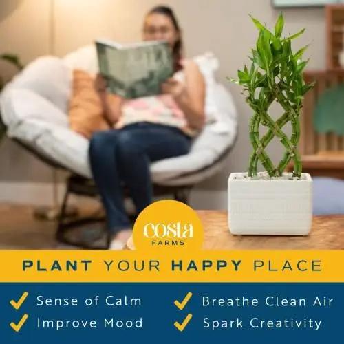 Costa Farms Lucky Bamboo Plant, Easy to Grow Live Indoor Houseplant in Ceramic Planter Pot, Potting Mix, Grower's Choice, Perfect for Home Tabletop, Office Desk, Shelf, Zen Room Decor, 12-Inches Tall by GreenHaven Gardens