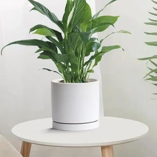 Plant Saucer Pot Tray Planter Saucers 4 Pack 4 5 6 7 8 9 10 11 12 13 Inch for Indoors Outdoor, Durable Sturdy Ceramic Flower Drainage drip Water Tray for Glazed Pots Base (4.7 Inch-White) by GreenHaven Gardens