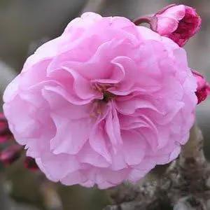 Live Kwanzan Cherry Blossom Tree – 8-12" Tall, Ornamental Pink Flowers by GreenHaven Gardens