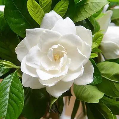 Gardenia Veitchii - Everblooming - Gardenia Jasminoides. Fragrant Evergreen Shrub with Glossy Foliage and Pure White Blooms, Perfect for Pots, Borders, or Gardens (2 Gardenia Veitchii Plants in Cup) by GreenHaven Gardens