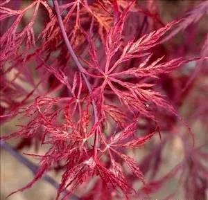Red Dragon Weeping Japanese Maple - 3 Year Live Plant by GreenHaven Gardens