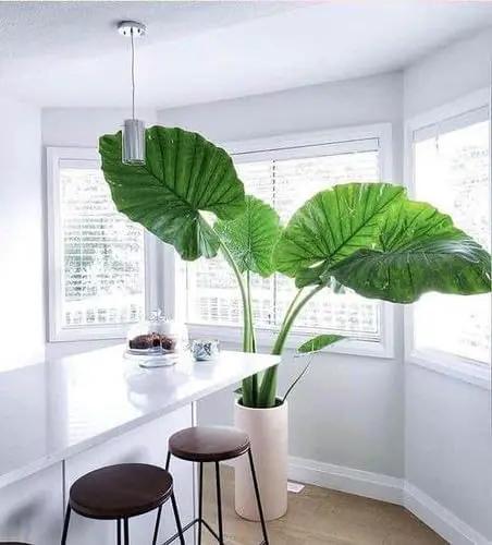 Elephant Ear Plant Potting Mix - Premium Quality Blend for Strong Root Development and Resilient Plants - 4 Quart by GreenHaven Gardens