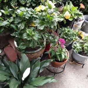 5 Pack Metal Plant Stands,Heavy Duty Potted Holder for Flower Pot,Indoor Outdoor Metal Rustproof Iron Garden Container Round Supports Rack for Planter… by GreenHaven Gardens