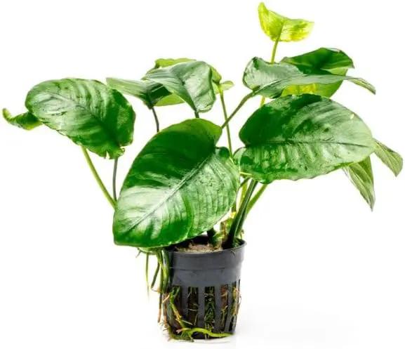 Anubias Live Aquarium Plants - Potted Freshwater Plant for Fish Tanks, Terrariums - Beginner Friendly Low Light (Barteri Wrinkle Leaf, 1 Pot) by GreenHaven Gardens