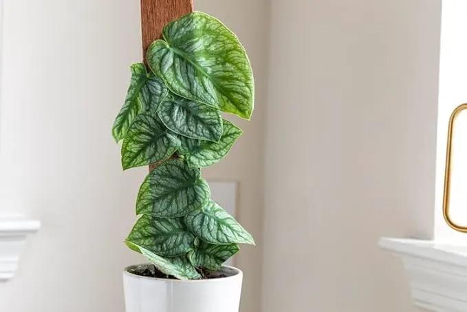 Monstera Dubia Plant Potting Soil - Expertly Crafted for Optimal Nutrient Absorption - 3 Quart by GreenHaven Gardens