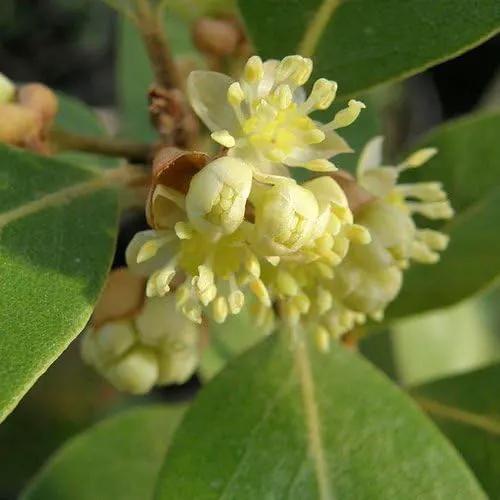 Mediterranean Bay Leaf, Bay Laurel Live Plant. Saratoga/Standard Varieties - Laurus Nobilis. Fragrant, Fresh, Edible. Pots/Ground Planting. Mild/Strong Flavor (2 Srtg + 2 Std Bay Plants in Sac) by GreenHaven Gardens