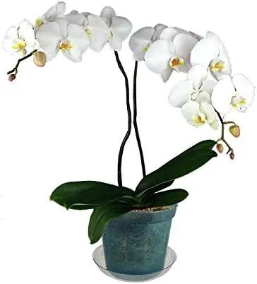 rePotme 4 inch Orchid Pot 3 Pack - Slotted Orchid Pots with Holes for Repotting (Blue Sapphire) by GreenHaven Gardens