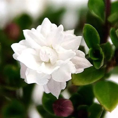 Serissa Snow Rose by GreenHaven Gardens