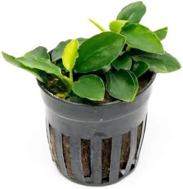 Anubias Live Aquarium Plants - Potted Freshwater Plant for Fish Tanks, Terrariums - Beginner Friendly Low Light (Nana Long Wavy, 1 Pot) by GreenHaven Gardens
