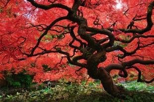 Red Dragon Weeping Lace Leaf Japanese Maple 2 - Year Live Plant by GreenHaven Gardens