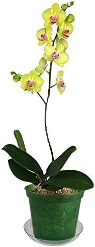 rePotme 6 inch Orchid Pot 3 Pack - Slotted Orchid Pots with Holes for Repotting (Green Emerald) by GreenHaven Gardens