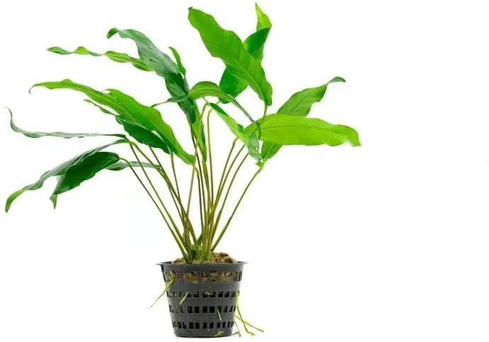 Anubias Live Aquarium Plants - Potted Freshwater Plant for Fish Tanks, Terrariums - Beginner Friendly Low Light (Minima, Mother Plant) by GreenHaven Gardens