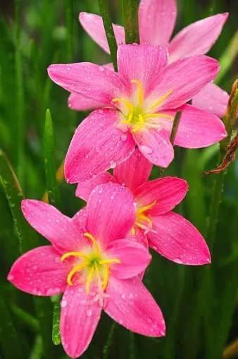 (12) Pink Rain Lily Flower Plants - Zephyranthes Grandiflora Outdoor Flower Bulbs | Beautiful Rain Lily by GreenHaven Gardens