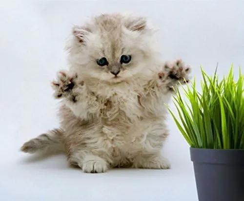 Simple Cat Grass Blend | 100% US Organic + 4 Popular Seeds | Wheat, Barley, Oats, Rye Mix Combo | Show Your Love with a Healthy Pet Snack Treat (6 Ounce ~4800 Seeds) by GreenHaven Gardens