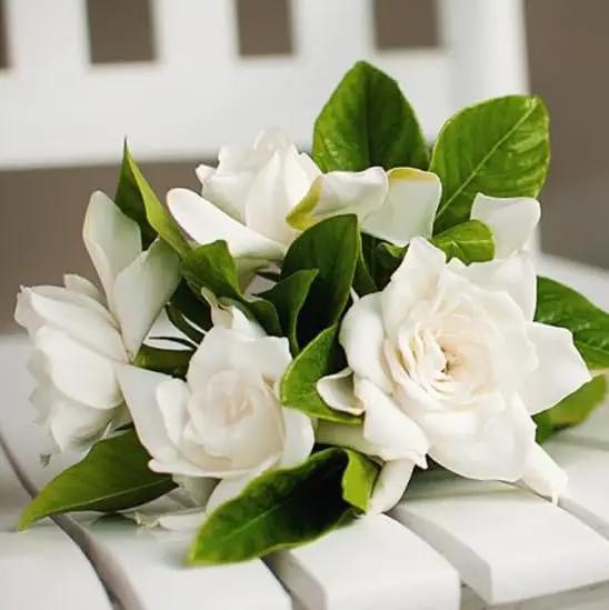 Gardenia Veitchii - Everblooming - Gardenia Jasminoides. Fragrant Evergreen Shrub with Glossy Foliage and Pure White Blooms, Perfect for Pots, Borders, or Gardens (2 Gardenia Veitchii Plants in Sac) by GreenHaven Gardens