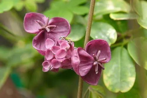 Chocolate Vine Perennial - Edible - Akebia quinata - 2.5" Pot by GreenHaven Gardens
