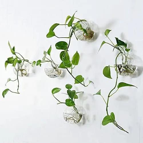 Pack of 6 Glass Planters Wall Hanging Planters Round Glass Plant Pots Hanging Air Plant Pots Flower Vase Air Plant Terrariums Wall Hanging Plant Container by GreenHaven Gardens