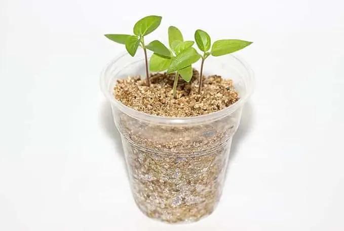 Premium Perlite and Vermiculite Blend for Seedling, Cuttings, and Propagation - Achieve Optimal Moisture Control and Root Development - 1 Quart by GreenHaven Gardens
