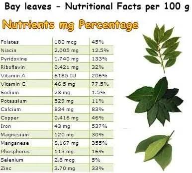 Mediterranean Bay Leaf, Bay Laurel Live Plant. Saratoga Variety - Laurus Nobilis. Live Plant. Fragrant, Fresh, Edible. Best for Pot Planting and Indoor. Mild Flavor. (2 Saratoga Plants in Cup) by GreenHaven Gardens