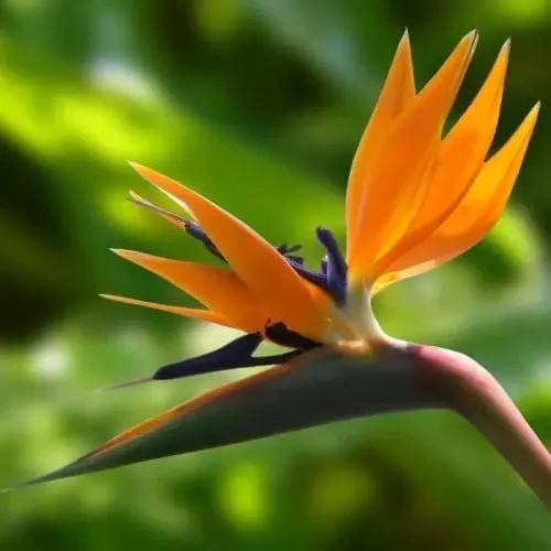 Bird of Paradise - Orange - Strelitzia Reginae. (2 Orange BoP in Cup) by GreenHaven Gardens