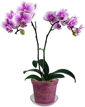 rePotme 6" Slotted Clear Orchid Pots 3 Pack (Rose Quartz) by GreenHaven Gardens