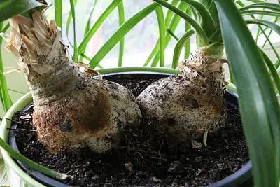 Nolina Plant Potting Soil - All-Natural Blend for Thriving Nolina Plants - Boosts Root Health and Distinctive Form - 10 Quart by GreenHaven Gardens
