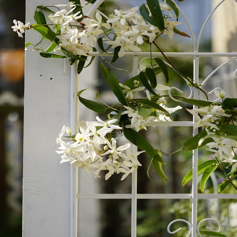 Metal Garden Rustproof Trellis For Climbing Plants Outdoor Flower Support by HouseOfZazla