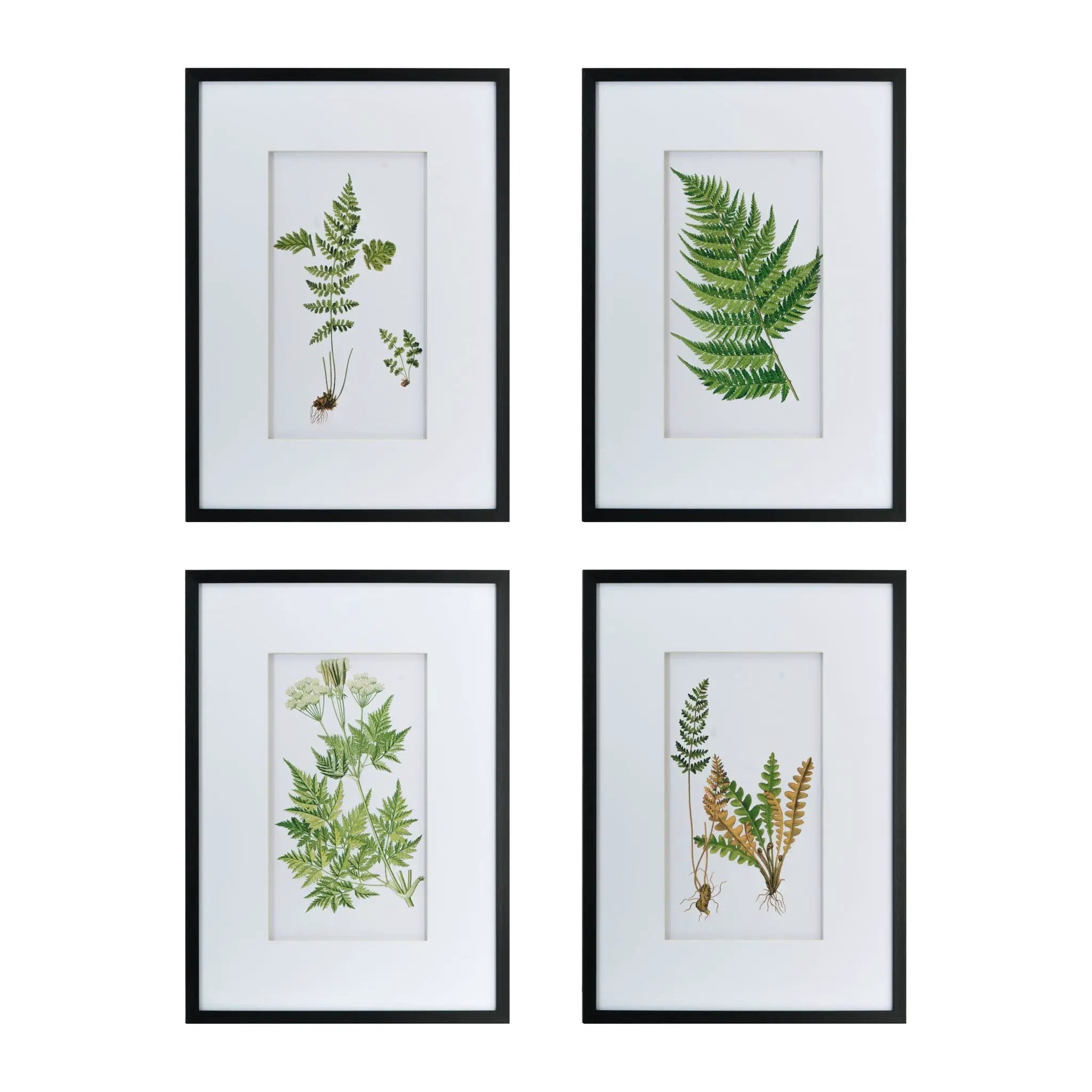 Botanical And Fern Wall Art, Wall Decor For Living Room Dining Room Entryway (Set of 4) - White / Black by HouseOfZazla