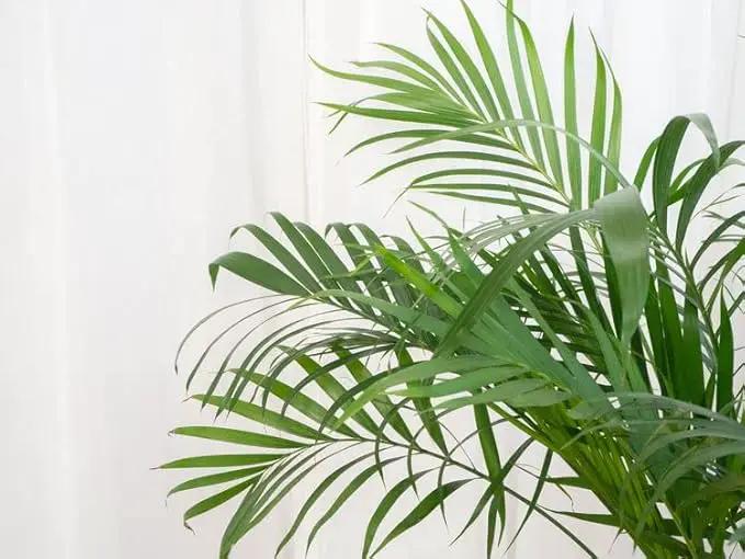 Palm Tree Potting Mix - The Ultimate Soil for Strong and Healthy Palms - Top Choice for Palm Tree Growers ? [20 Quart Bag] by GreenHaven Gardens