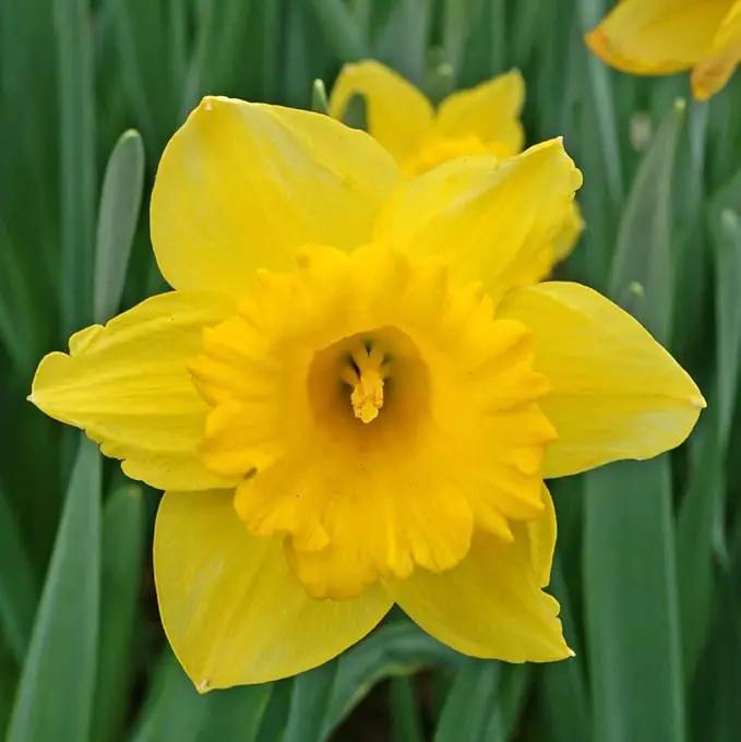 50 Yellow Daffodil Bulbs for Planting - Dutch Master Value Bag - Plant in Gardens, Borders & Flowerbeds - Bulb Size 10/12 cm - Easy to Grow Fall Flowers Bulbs by Willard & May by GreenHaven Gardens