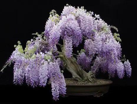 Blue Moon Wisteria Vine - Massive Foot Long Fragrant Flowers - Attract Hummingbirds - 2 - Year Plant by GreenHaven Gardens